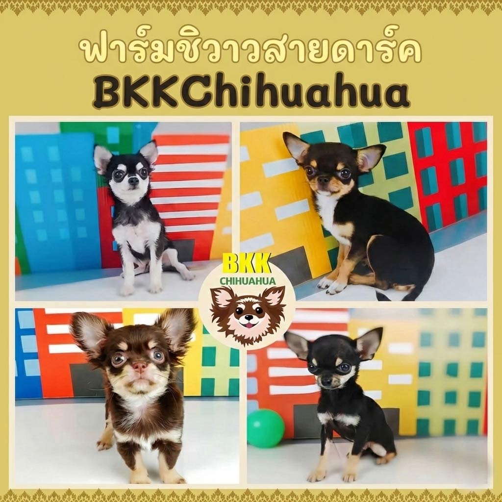 บีเคเคชิวาวา-ฟาร์มชิวาว่าสีช็อค-ขายชิวาวา-สีช็อค